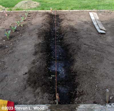 Pea seed watered into furrow