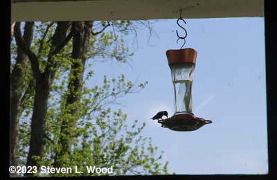 First hummingbird of the season - April 20, 2023