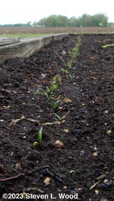 Spinach up