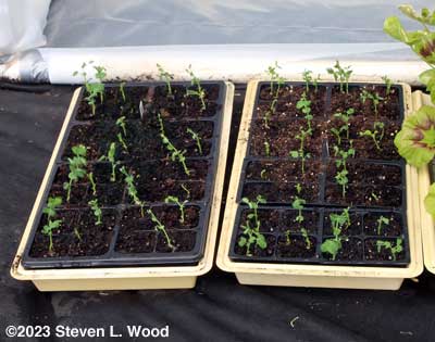 Eclipse pea transplants