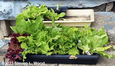 Extra lettuce transplants