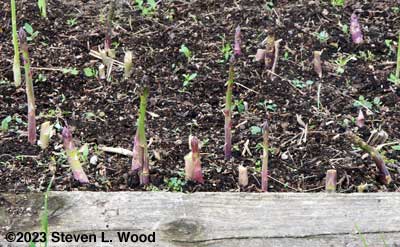 Asparagus