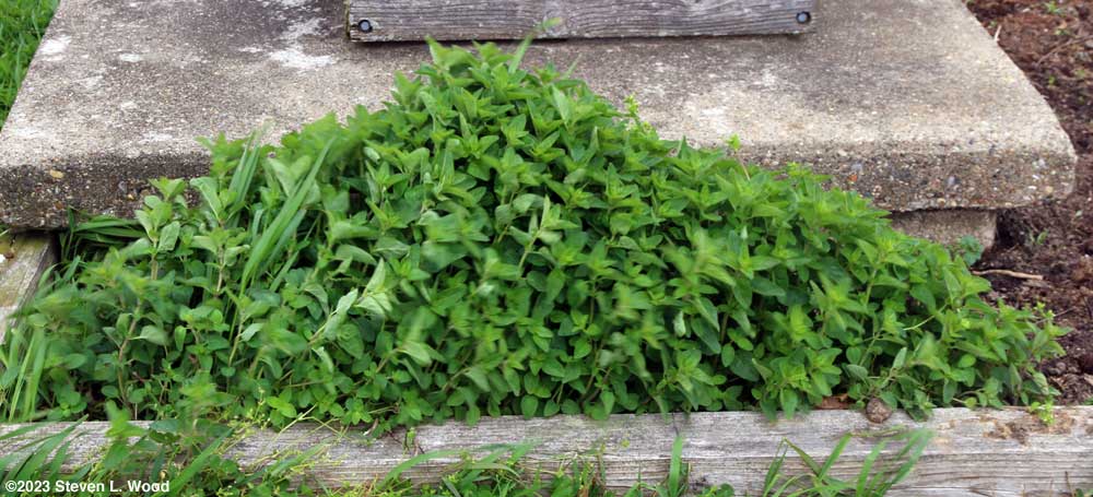 Very healthy perennial oregano