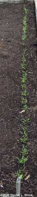 Abundant Bloomsdale spinach