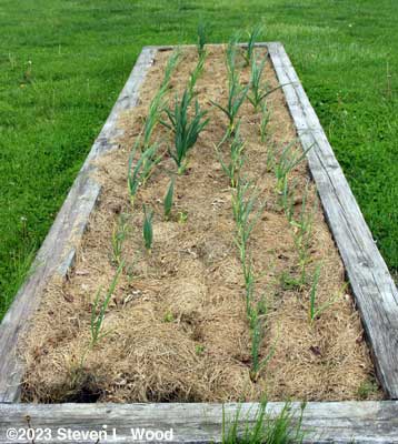 Garlic