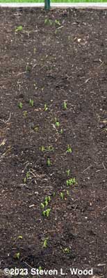 Eclipse peas emerging