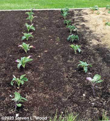 Cauliflower and broccoli