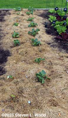 Mulched Goliath broccoli