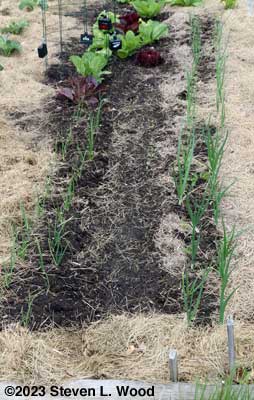 Onions, almost invisible carrots and beets, and more onions with lettuce in the background