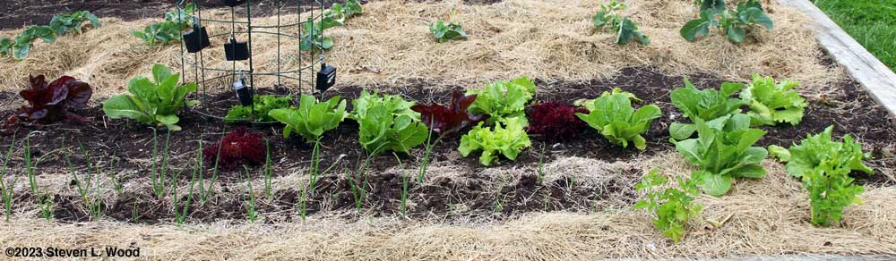 Celery and lettuce