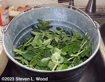 Picked oregano