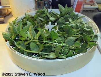 Oregano on drying trays