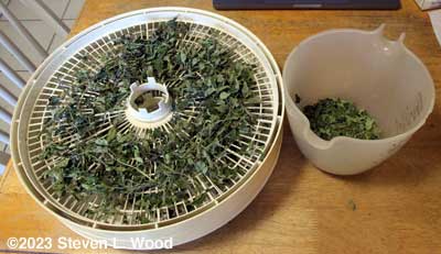 Dried oregano on dehydrator trays
