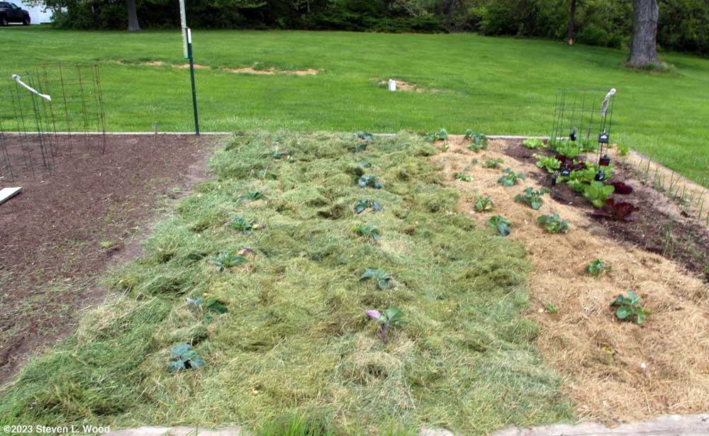 Brassicas fully mulched