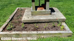 Sage, parsley, and dianthus (l-r)
