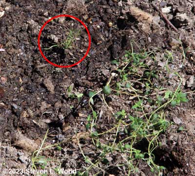 Baby dill by thyme plant