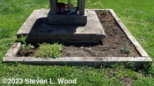 Yellow marigold, oregano, open space for basil, sage