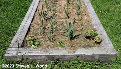 Geraniums and petunia at end of garlic bed