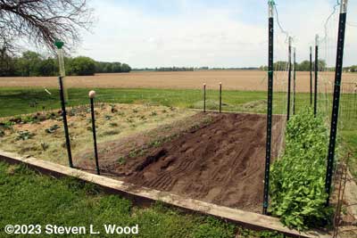 Trellis netting installed down short pea rows