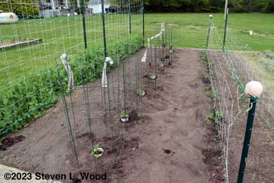 Earliest Red Sweet pepper plants transplanted