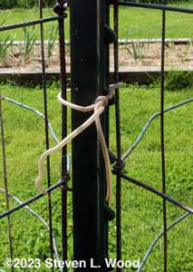 Tomato cages secured to T-post