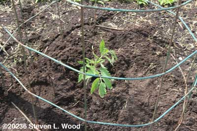 Tomato plant transplanted