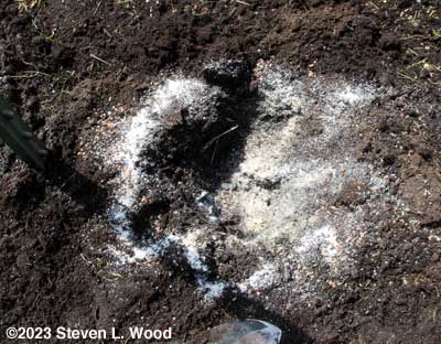 Lime, egg shell, and solid fertilizer added to planting holes