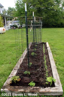 End view of tomato and spinach bed