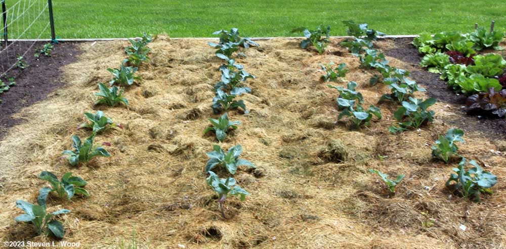 Brassicas