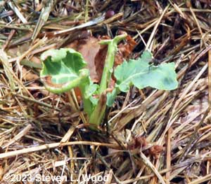 Almost dead broccoli coming back