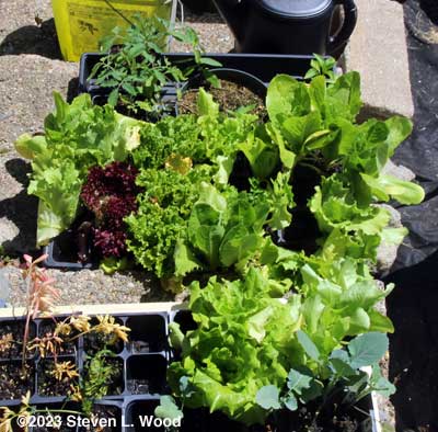 Leftover lettuce transplants