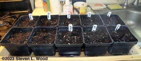 Filling the four and a half inch pots with seed