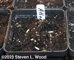 Pot seeded