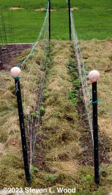 Eclipse peas mulched
