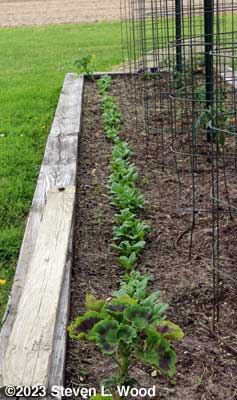 Spinach row