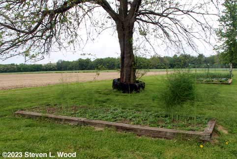Our raised asparagus bed