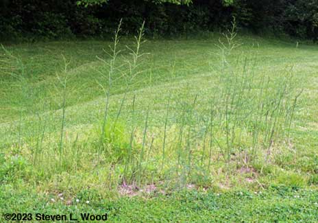 Bonnie's Asparagus Patch