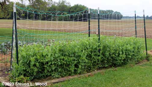 Tall, early peas