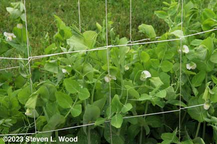 Lots of pea blossoms