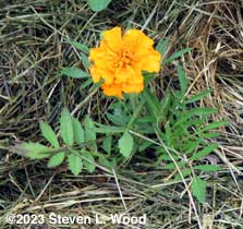 Marigold