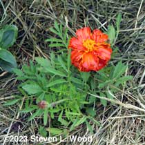 Marigold