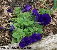 Petunia