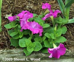Petunia