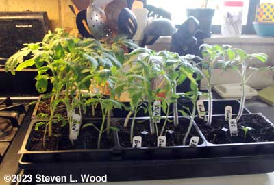 Tomato plants for the East Garden
