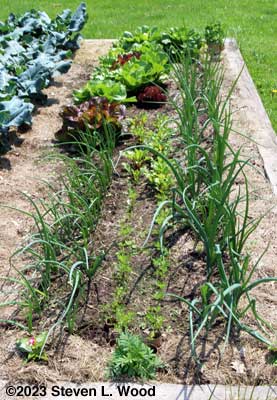 Intensive planting of onions, lettuce, carrots, and beets