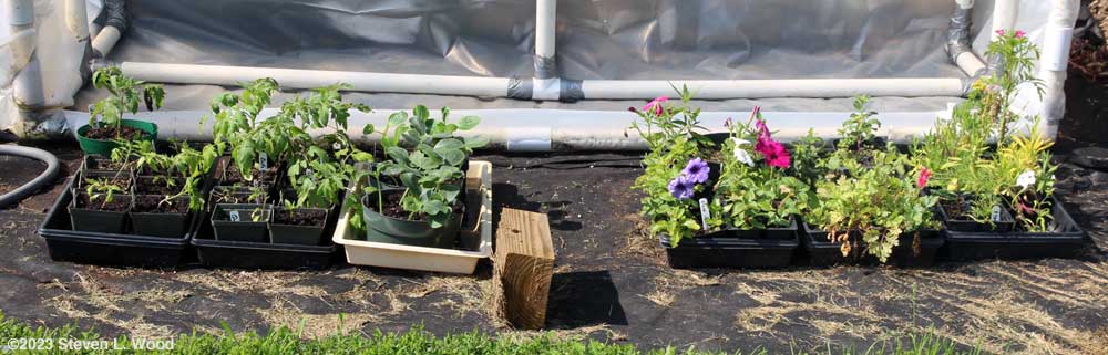 Cold frame - May 20, 2023