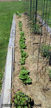 Spinach row