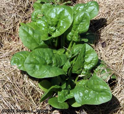 Spinach ready for thinning and light picking