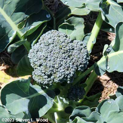 Head of Goliath broccoli