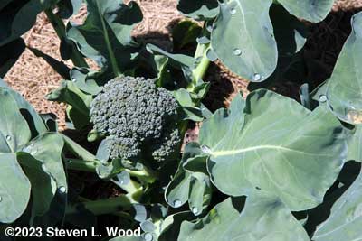 More Goliath broccoli